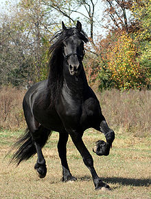 Friesian2