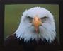 Birdman5