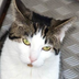 Boris de Kat